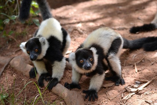 lemurs-park-1