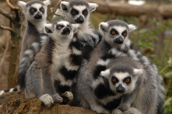 lemurs-park-2